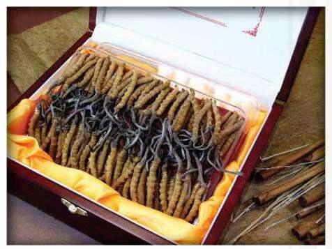 榆次冬虫夏草回收